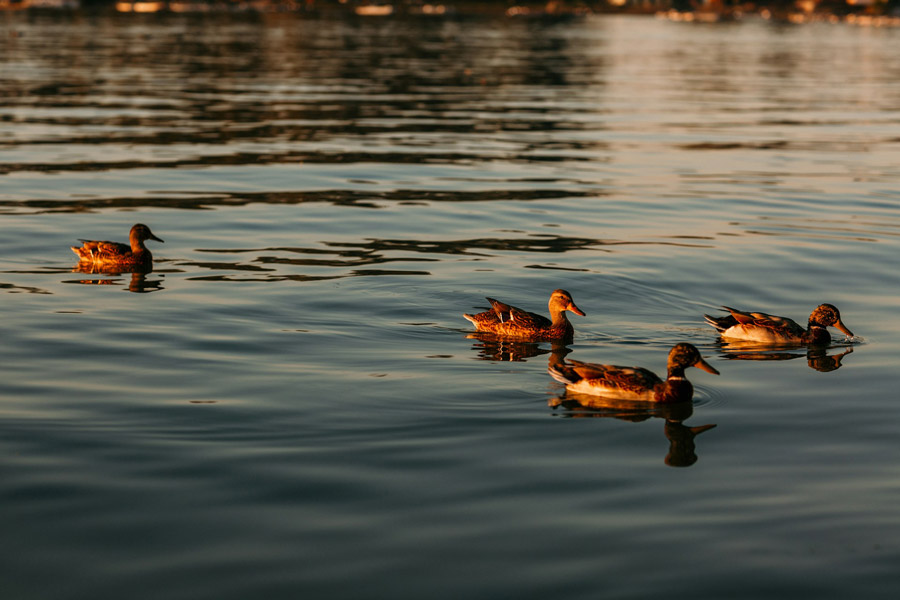 ducks on water
